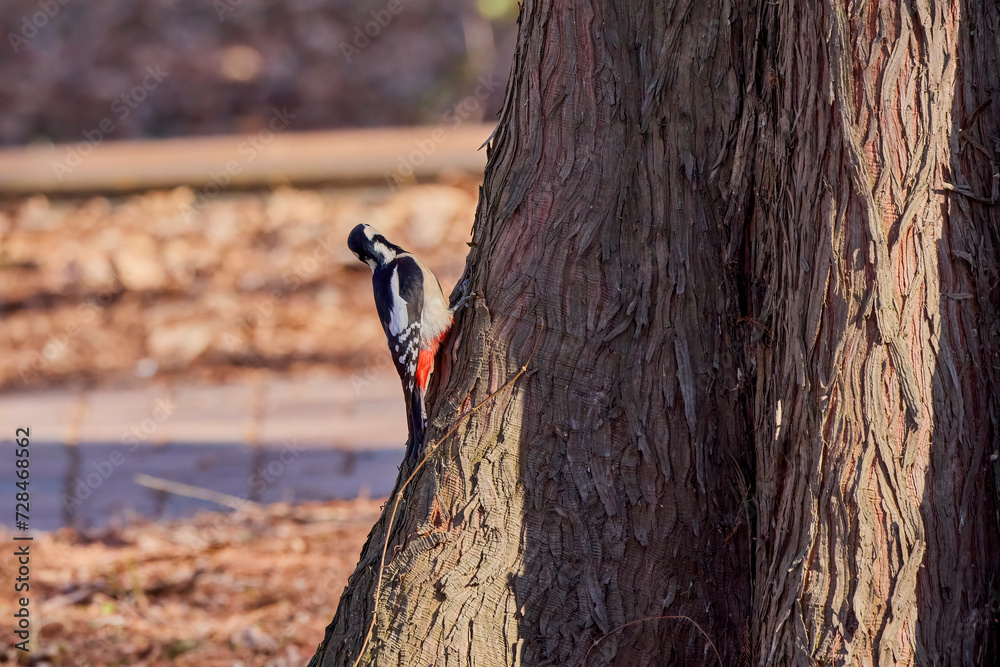 Leiopicus medius, on a tree looking for food Leiopicus medius, on a tree looking for food