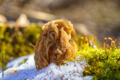 Morel fungus, edible mushrooms growth in a wild nature in a sunny forest (verpa bohemica) in early spring, natural outdoor background, vacation and activity on a fresh air, macro image photo