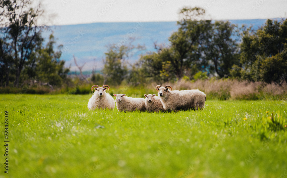 Fototapeta premium sheep in the field