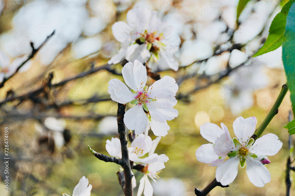 Close up almond tree branch with leaves blossoming in nature.
Close up almond tree branch with leaves blossoming in nature.