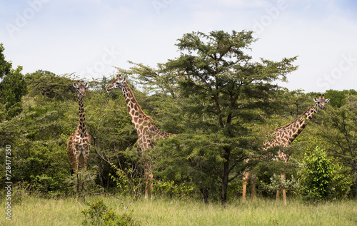 Rodzina żyraf  w Parku Narodowym Amboseli pośród drzew akacji © kubikactive