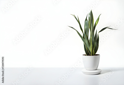 copy space background with sansevieria plant ai generated