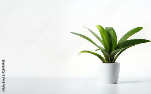 a pot of Green Bromeliad with white wall copy space ai generated
