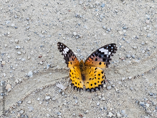 butterfly on the road