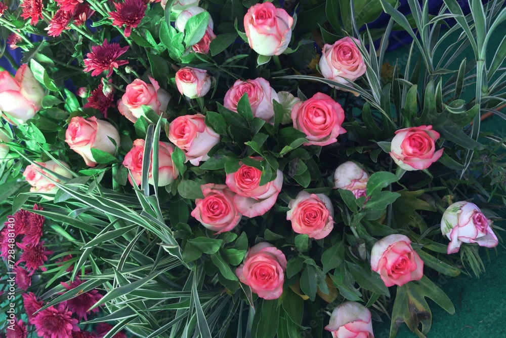 Rose bocce symbol of love Rose bocce symbol of love