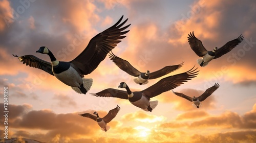 Geese Flying in V Formation. Beautiful Shot of Canadian Birds in Flight, Flying 