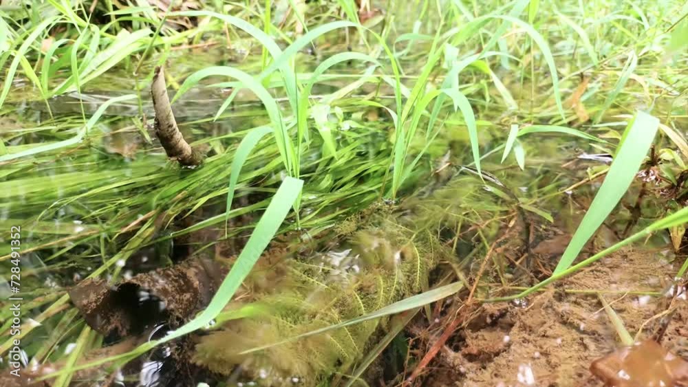 Natural Tributary With Very Clear Water And Plants With Weeds And Moss Natural Tributary With Very Clear Water And Plants With Weeds And Moss