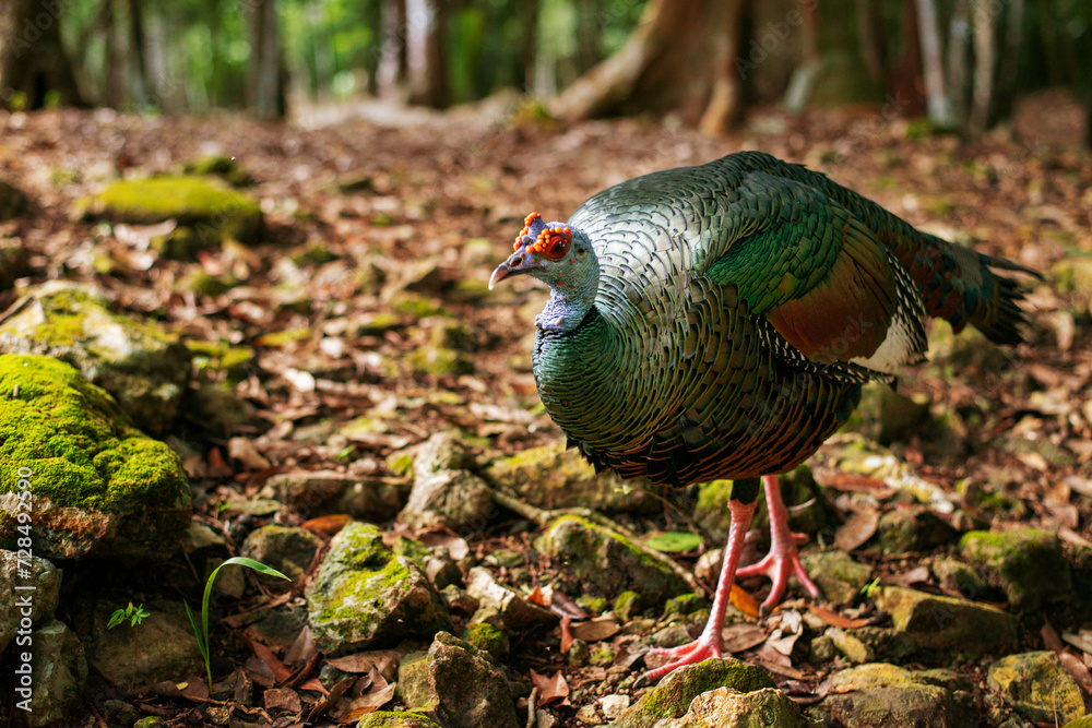 the prettiest feathers of the ocellated turkey Meleagris gallopavo is native to the Yucatán Peninsula