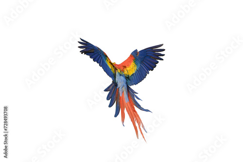 Scarlet Macaw free flying parrot isolated on white background. This has clipping path.