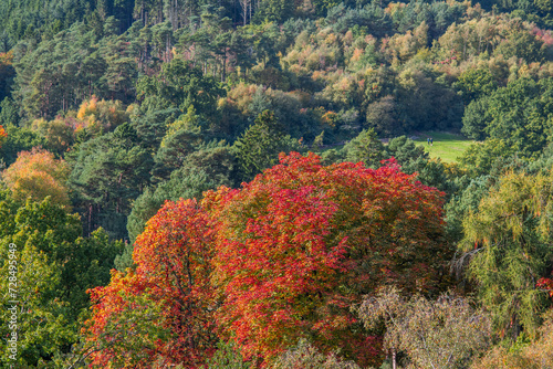 lickey hills country park west midlands england uk photo