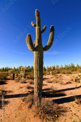 Old Saguaro Cactus Sonora desert Arizona