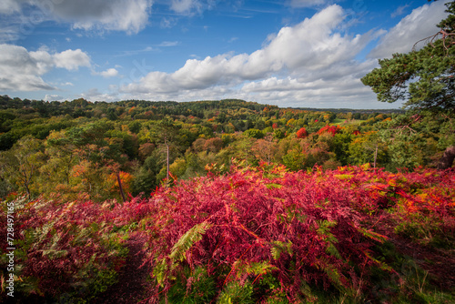 lickey hills country park west midlands england uk