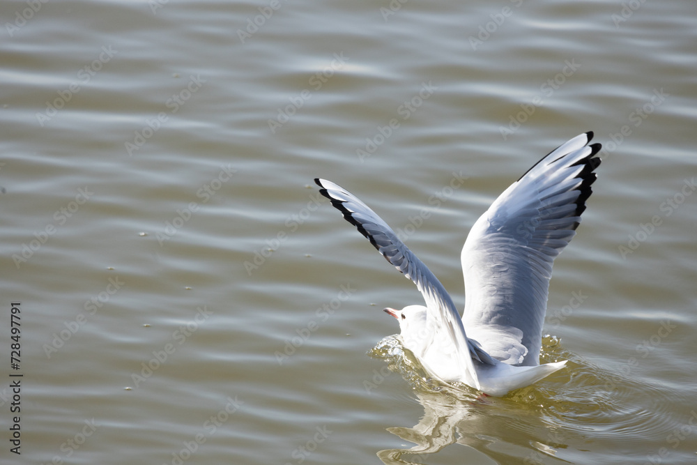 Fototapeta premium seagull, bird