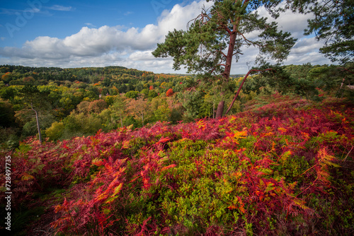 lickey hills country park west midlands england uk