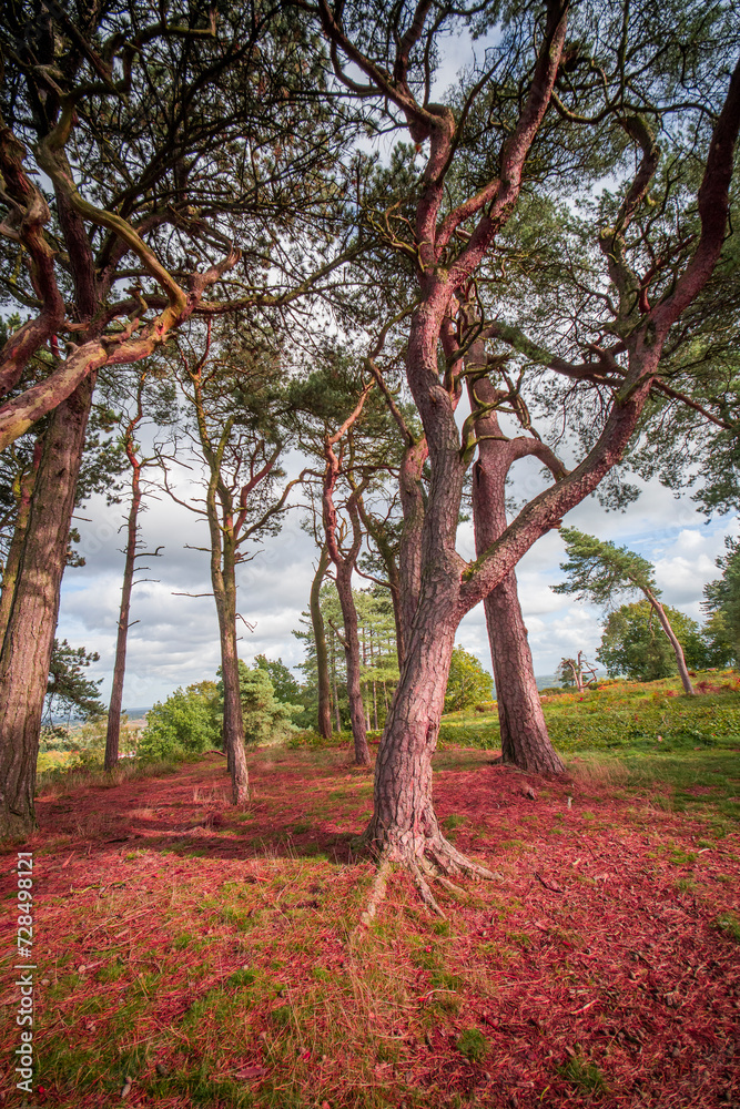 lickey hills country park west midlands england uk