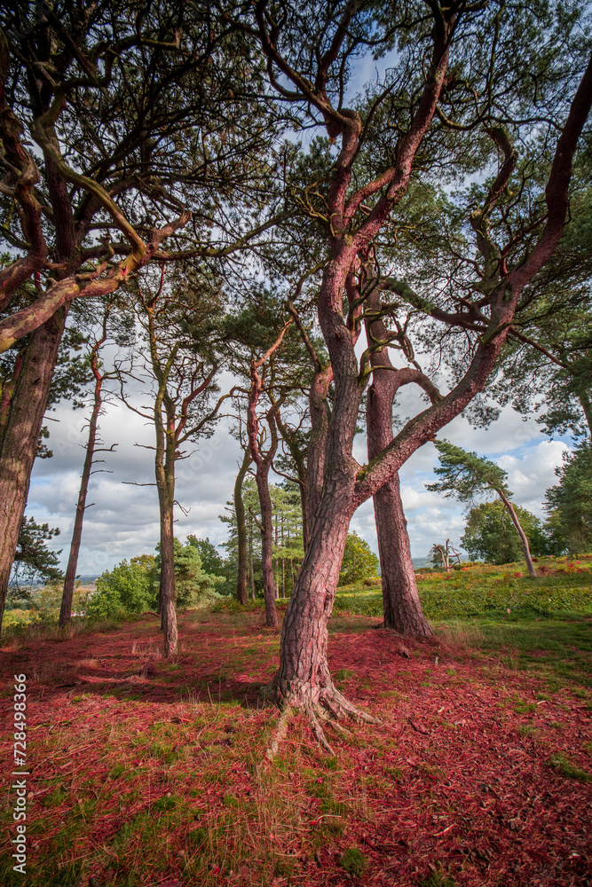 Naklejka premium lickey hills country park west midlands england uk
