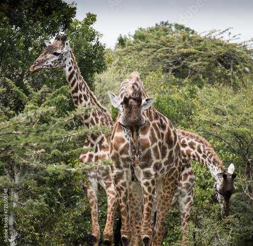 Fototapeta Naklejka Na Ścianę i Meble -  Rodzina żyraf  w Parku Narodowym Amboseli pośród drzew akacji