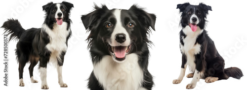 Happy border collie dog bundle, portrait, standing and sitting, isolated on a white background