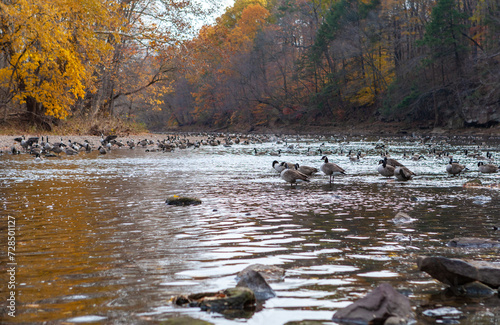 Fototapeta Naklejka Na Ścianę i Meble -  A large flock of Canada geese resting on a river in New Jersey, USA