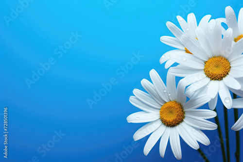 White daisies on a light blue. The flowers are arranged side, empty space left on the other side.