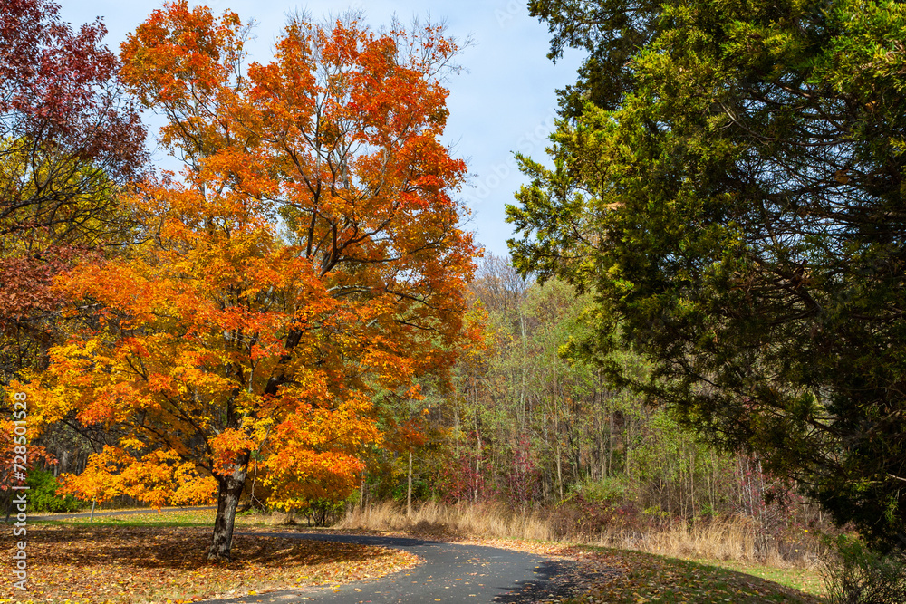 Fototapeta premium Fall foliage on the road to Bowman’s Hill Tower, Pennsylvania, USA.