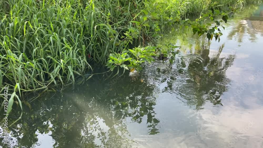 Calm water flow of the river and river weed Calm water flow of the river and river weed