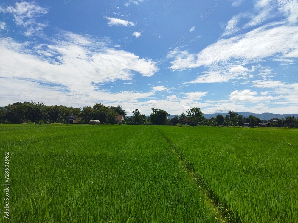 Cloudy blue sky in rice fields