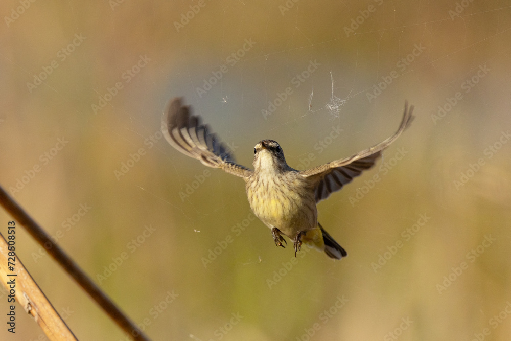 Obraz premium A palm warbler (Setophaga palmarum) in flight, appearing to pluck an insect out of a spider's web in southwest Florida
