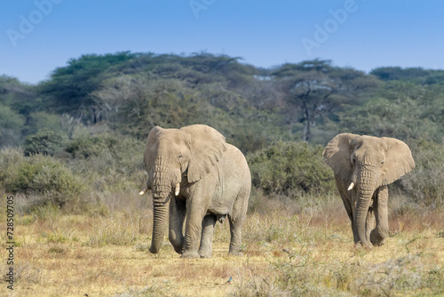 Two African Elephant (Loxodonta africana) bull walking on savanna, Ngorongoro Conservation Area, Tanzania, Africa.