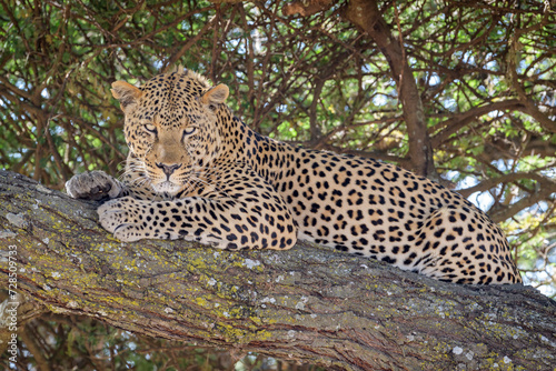 African Leopard (Panthera pardus) lying down in tree, looking at camera, Ngorongoro conservation area, Africa.