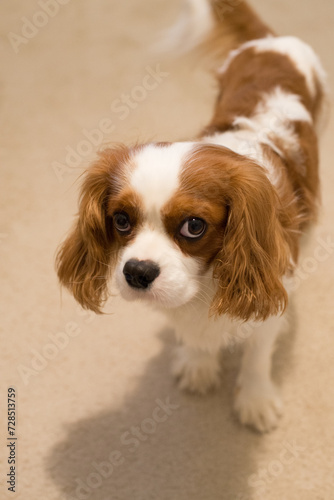 pies blenheim Cavalier King Charles Spaniel portret stojąceg psa © Marlena