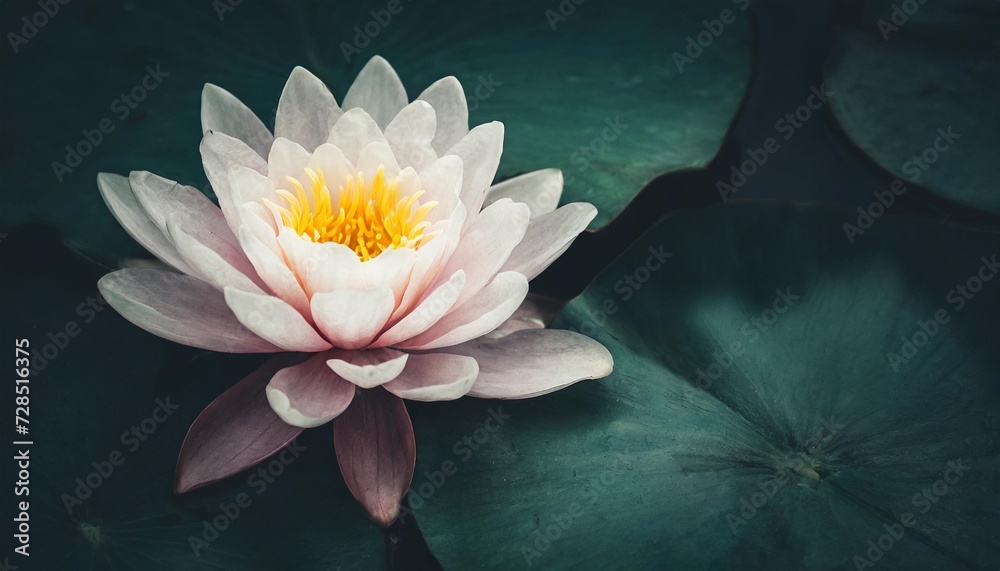 lotus flower zen background or wallpaper with large space for text and dark colors