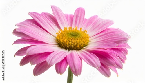 pink daisy isolated