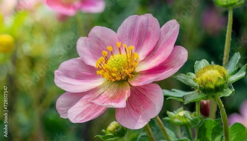 beginning of summer in a decorative garden the helianthemum bush blossoms in pink flowers with yellow stamens