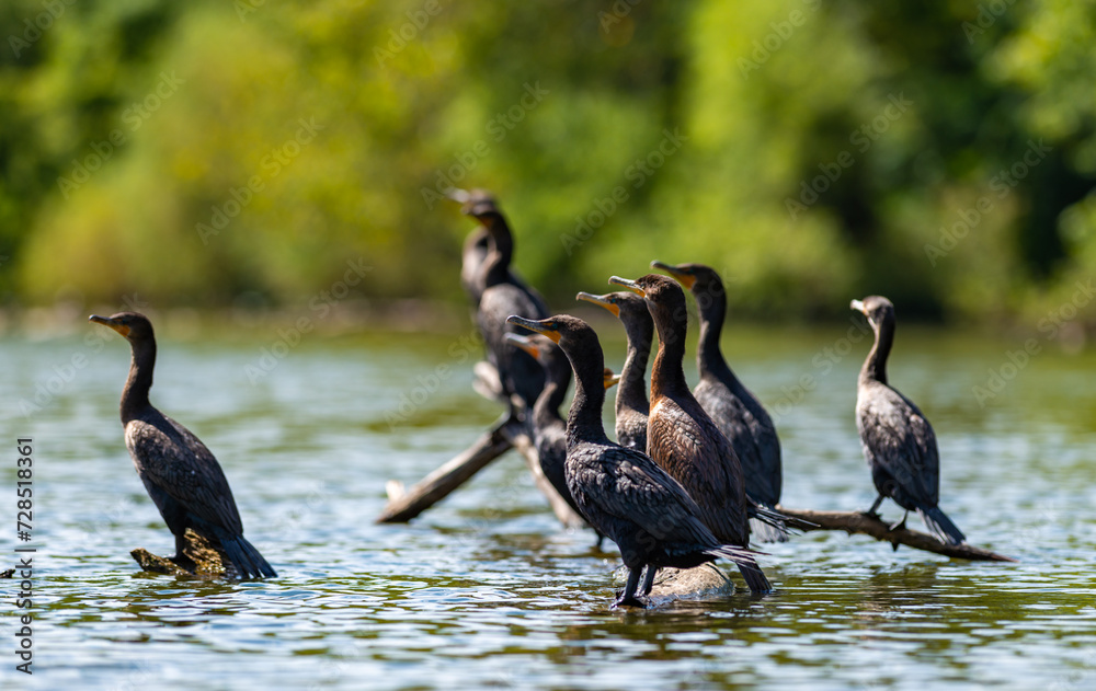Fototapeta premium The double-crested cormorant (Nannopterum auritum), wild birds rest on tree branches in a lake in NJ