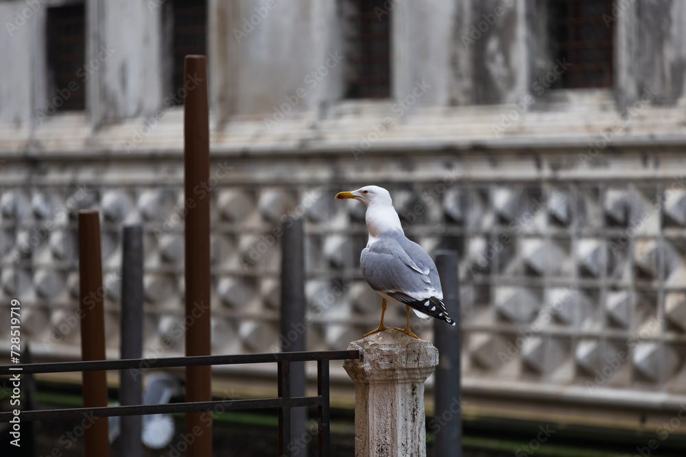 Fototapeta premium Seagulls are a problem in Venice due they are very brave and often steal food from tourists having a break on the waterfronts of the Lagoon city - Venice Italy