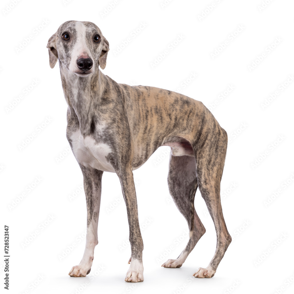 Young Whippet dog, standing side ways. Looking towards camera. Isolated on a white background.
