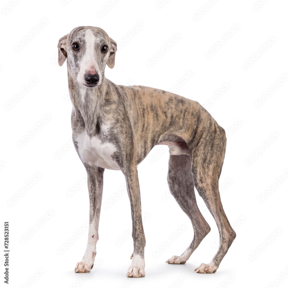 Young Whippet dog, standing side ways. Looking towards camera. Isolated on a white background.