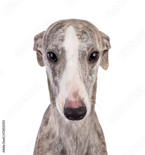 Head shot of young Whippet dog, standing facing front. Lookingstraight to camera. Isolated on a white background. photo