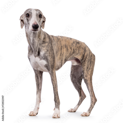 Young Whippet dog  standing side ways. Looking towards camera. Isolated on a white background.