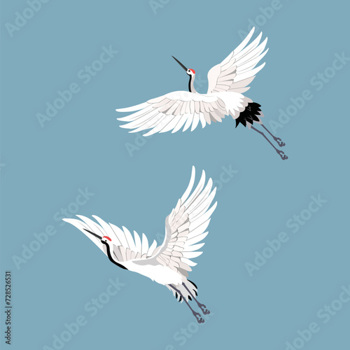 Two beautiful white cranes in flight on a blue background.