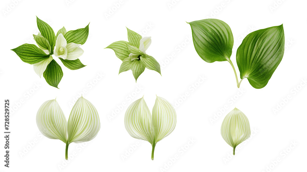 Hosta Collection: Beautiful Plants for Garden Design, Floral Perfume Elements in 3D Digital Art, Isolated on Transparent Background - Top View Flat Lay PNG Set
