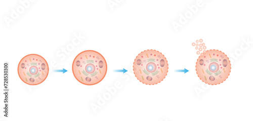 Necrosis, Pathologic Cell Death, Death of the body tissues, Cell injury which results in the premature death of cells in living tissue by autolysis. Vector illustration. photo