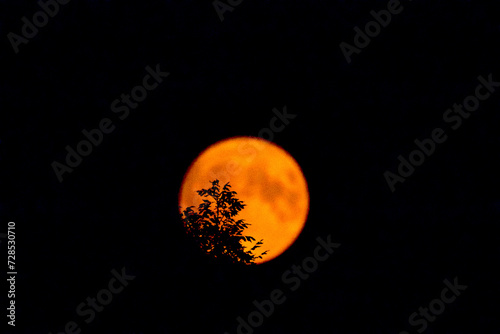 Treetop hides red supermoon in the dark night