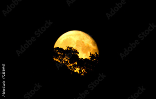 Yellow orange super moon behind the tree on a dark night