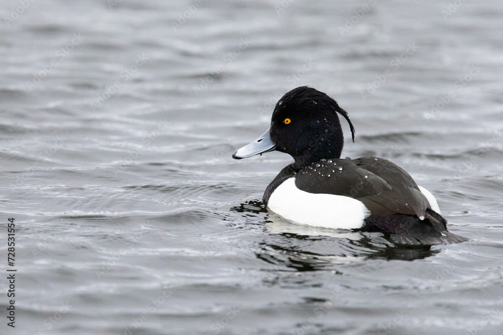 Fototapeta premium Single male Tufted Duck (Aythya fuligula) on the water, with droplets of water on it's back from a recent dive. Yorkshire, UK in Winter