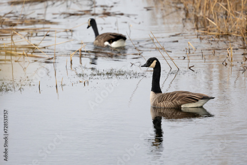 Two Canada geese (Branta canadensis) paddling on the water amongst a reedbed in February. Yorkshire, UK in Winter.