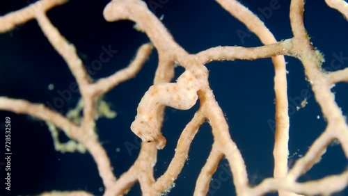 A little Pygmy Seahorse (Hippocampus bargibanti) hiding on the branch of gorgonian coral. Close-up view. photo