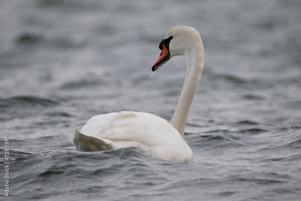 Mute Swan in the Baltic Sea Mute Swan in the Baltic Sea