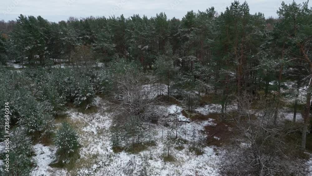 First snow in the forest in North Europe First snow in the forest in North Europe